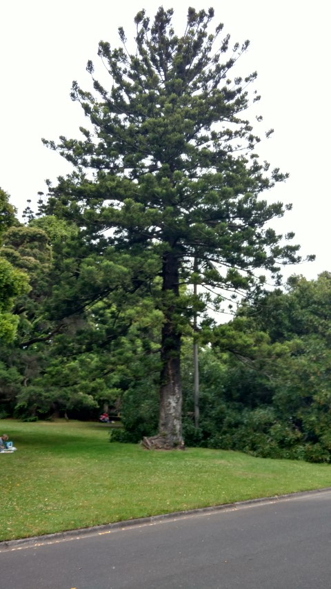 Araucaria cunninghamii plantplacesimage20161226_125216.jpg