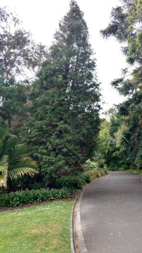 Libocedrus plumosa plantplacesimage20161226_125329.jpg