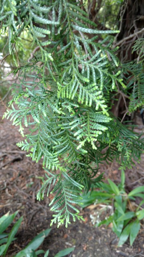 Libocedrus plumosa plantplacesimage20161226_125342.jpg