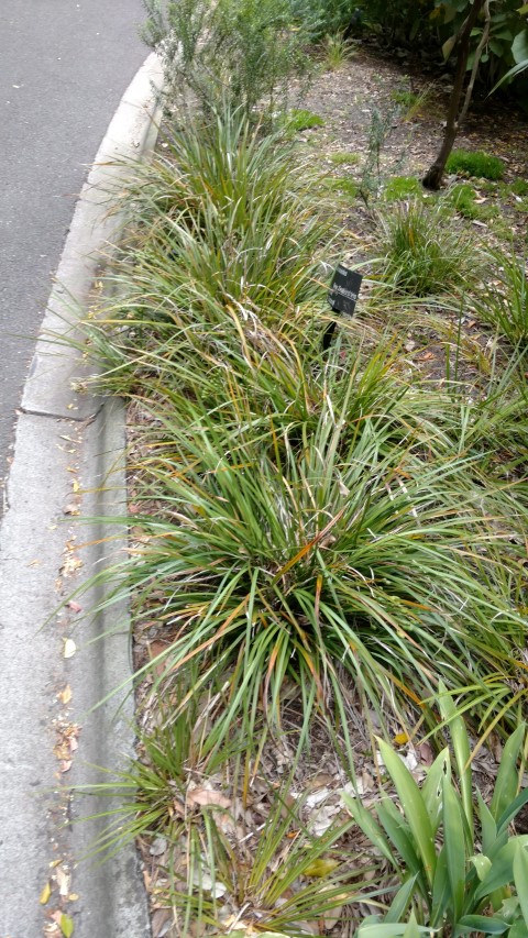 libertia ixiodes plantplacesimage20161226_125530.jpg