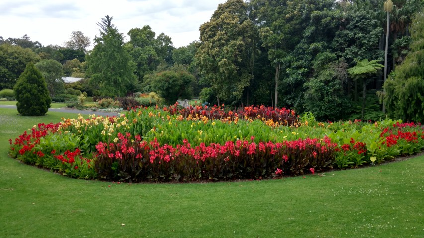 Canna indica plantplacesimage20161226_130815.jpg