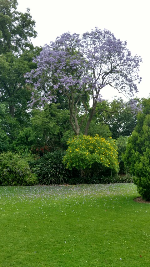 Jacaranda mimosifolia plantplacesimage20161226_130947.jpg