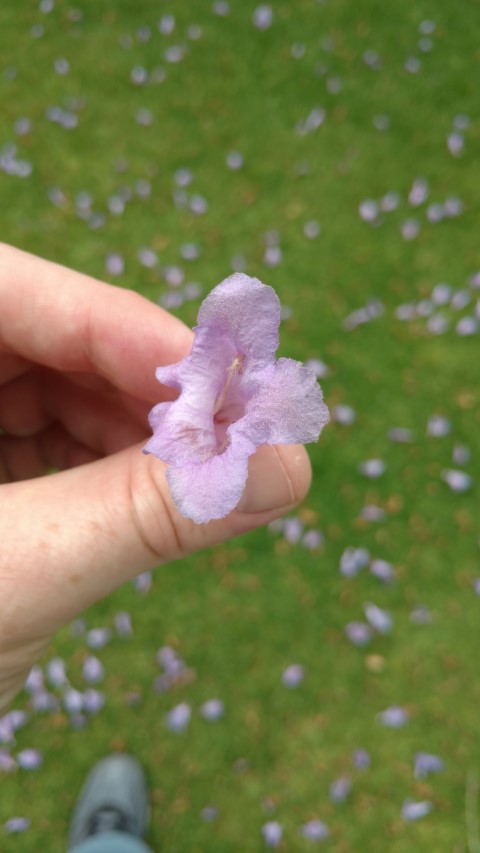 Jacaranda mimosifolia plantplacesimage20161226_131020.jpg