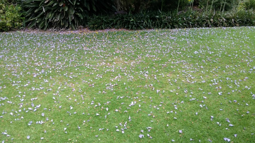 Jacaranda mimosifolia plantplacesimage20161226_131039.jpg