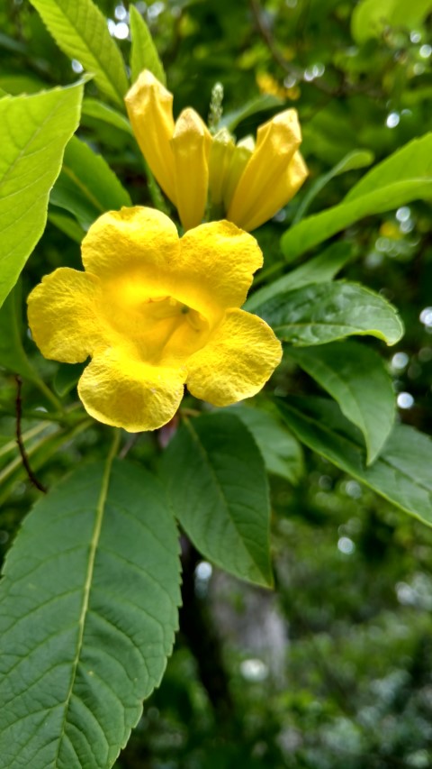 Tecoma stans plantplacesimage20161226_131112.jpg