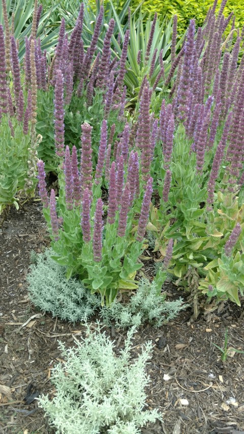 Nepeta tuberosa plantplacesimage20161226_131835.jpg