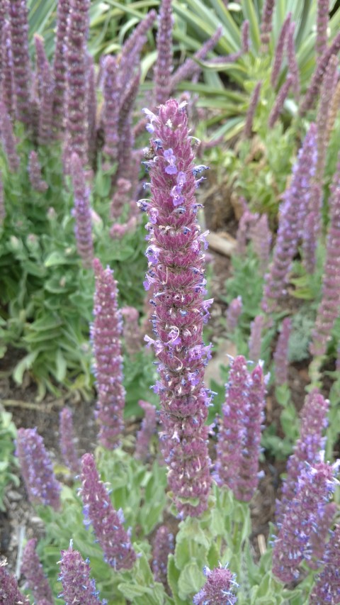 Nepeta tuberosa plantplacesimage20161226_131848.jpg