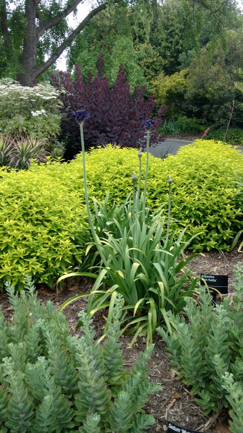 Agapanthus  plantplacesimage20161226_132323.jpg