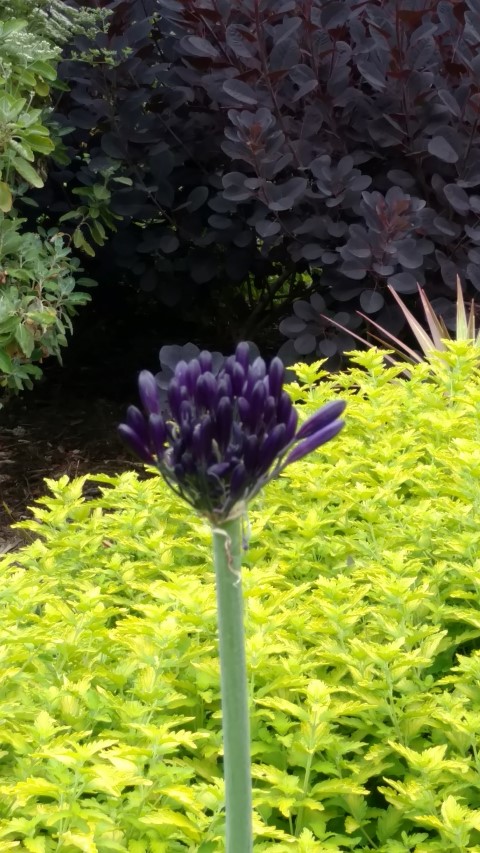 Agapanthus plantplacesimage20161226_132334.jpg