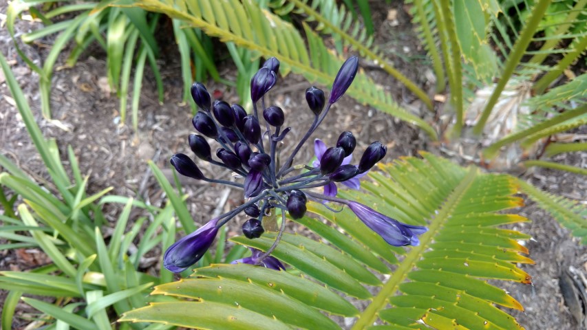 Agapanthus  plantplacesimage20161226_132405.jpg