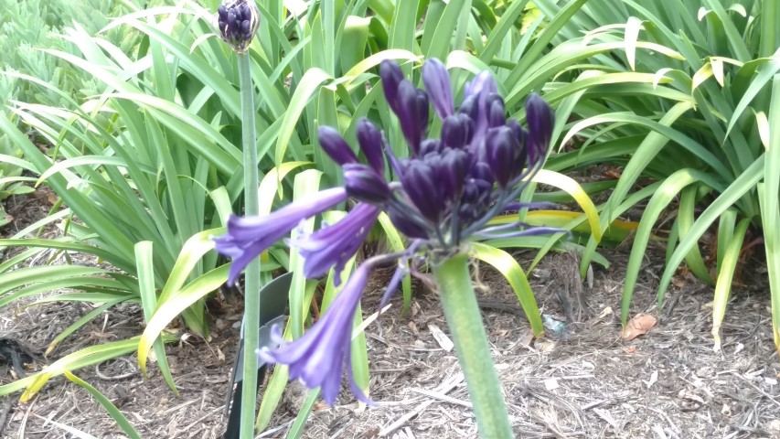 Agapanthus  plantplacesimage20161226_132418.jpg