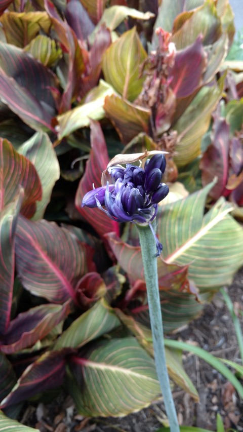 Agapanthus plantplacesimage20161226_132435.jpg