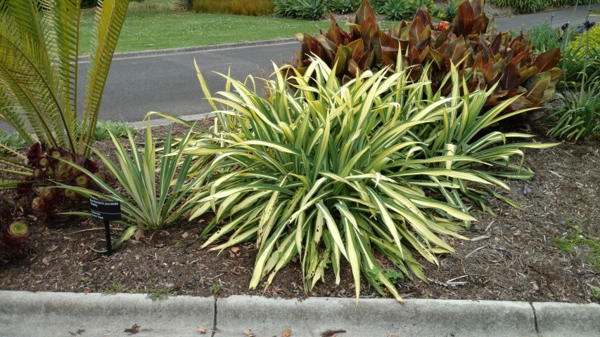 Beschorneria yuccoides plantplacesimage20161226_132528.jpg