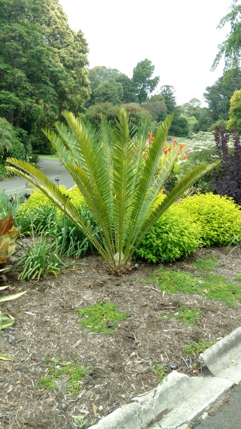 Encephalartos whitelockii plantplacesimage20161226_132700.jpg