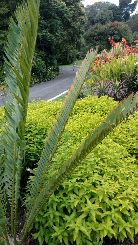 Encephalartos whitelockii plantplacesimage20161226_132714.jpg