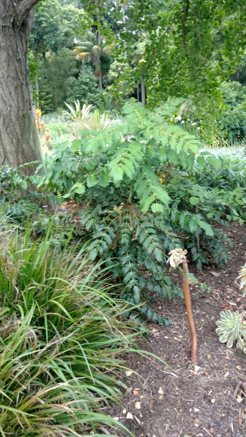 Mahonia japonica plantplacesimage20161226_132824.jpg