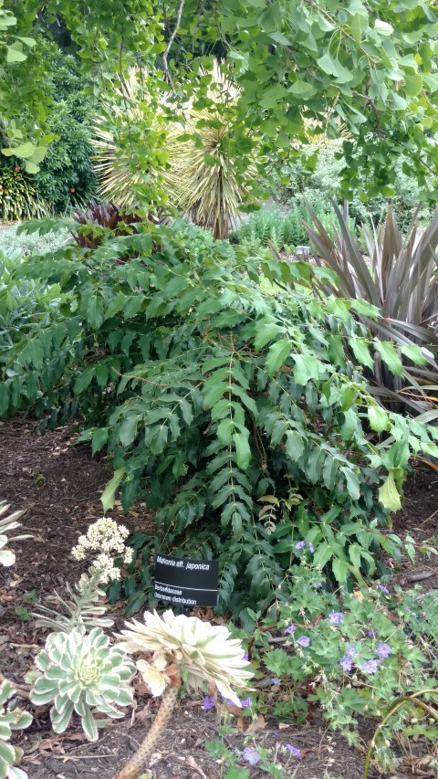 Mahonia japonica plantplacesimage20161226_132832.jpg