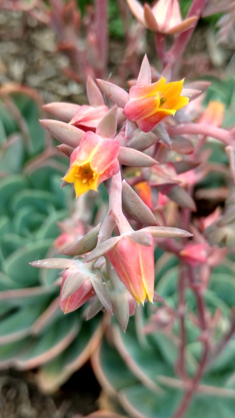 Echeveria plantplacesimage20161226_133139.jpg