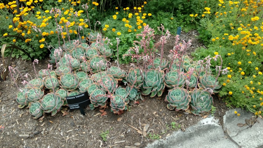 Echeveria plantplacesimage20161226_133152.jpg