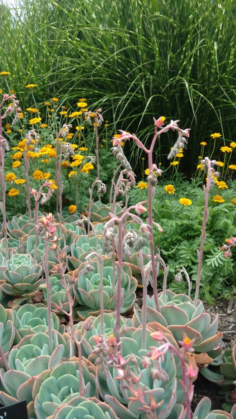 Echeveria plantplacesimage20161226_133208.jpg