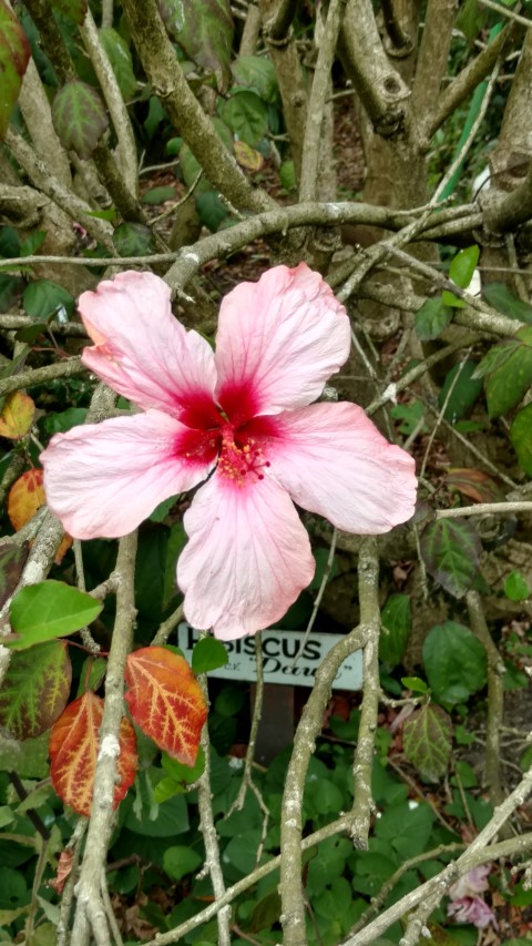 Hibiscus  plantplacesimage20161226_133435.jpg