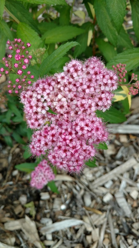 Spiraea japonica plantplacesimage20161226_133722.jpg