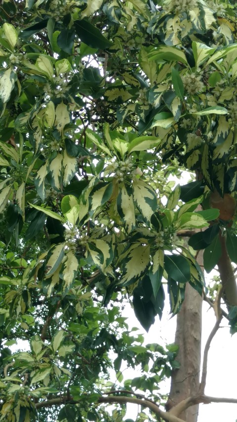 Lophostemon confertus plantplacesimage20161226_134254.jpg