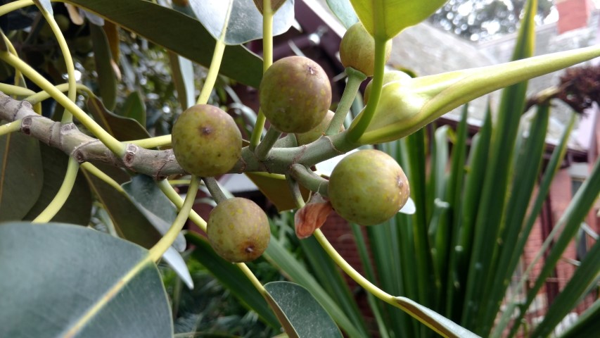 Ficus macrophylla plantplacesimage20161226_134616.jpg