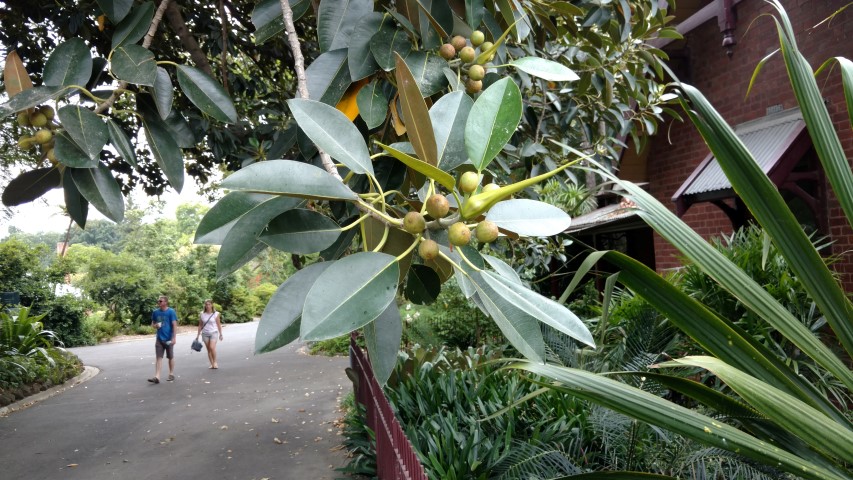 Ficus macrophylla plantplacesimage20161226_134626.jpg