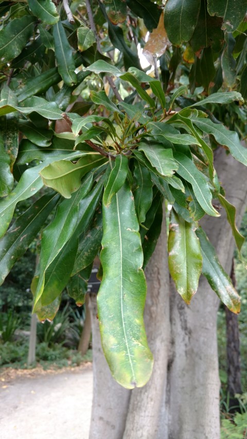 Floydia praealta plantplacesimage20161226_134949.jpg