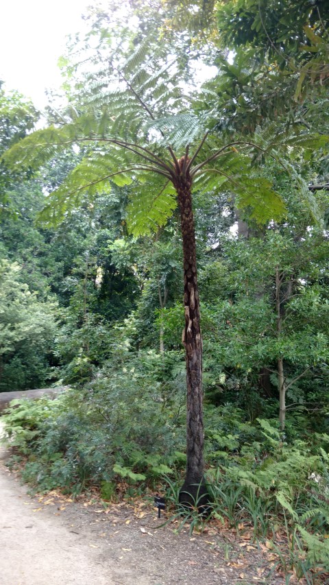 Cyathea cooperi plantplacesimage20161226_135100.jpg