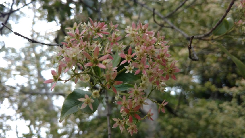 Ceratopetalum apetalum plantplacesimage20161226_135816.jpg