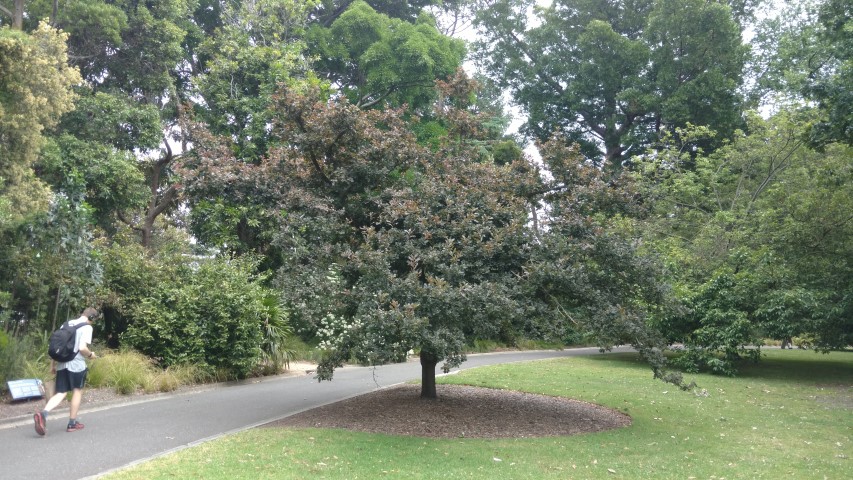 Quercus robur plantplacesimage20161226_141057.jpg