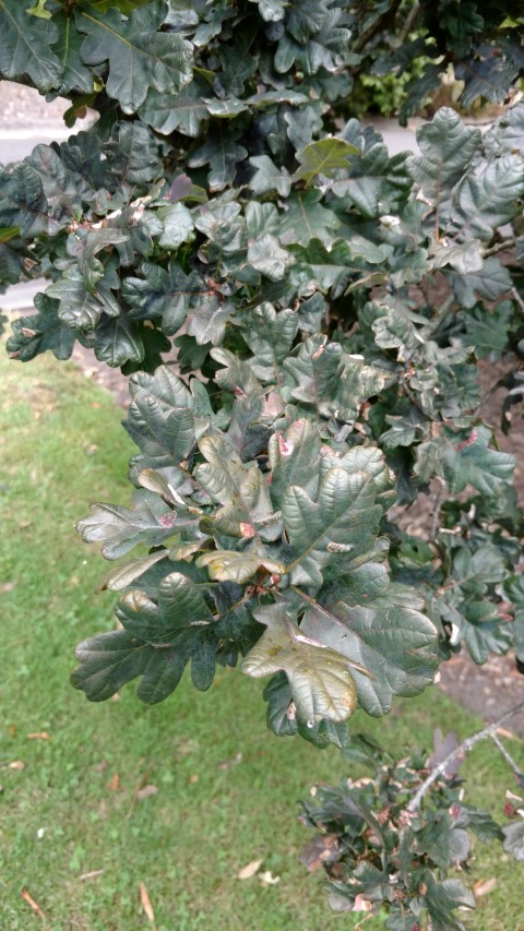 Quercus robur plantplacesimage20161226_141108.jpg
