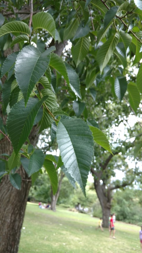 Ulmus minor plantplacesimage20161226_141358.jpg