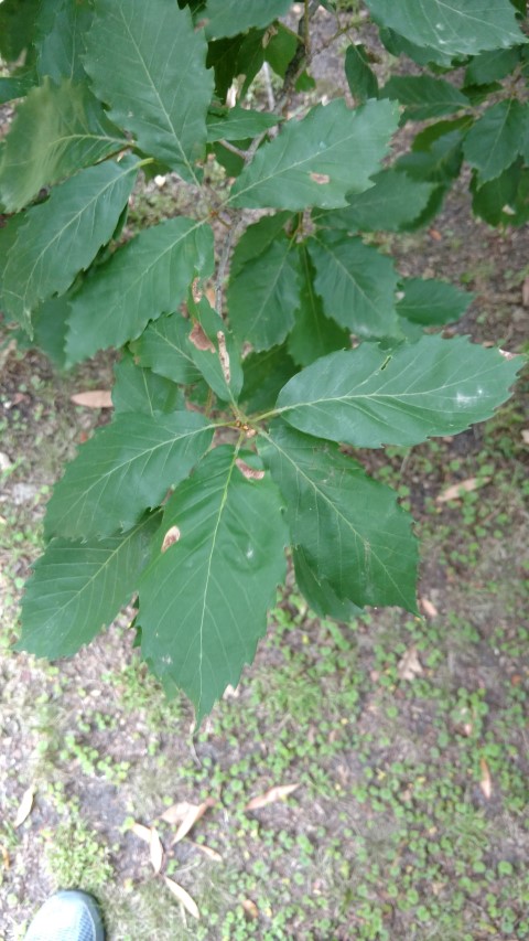 Quercus serrata plantplacesimage20161226_141547.jpg