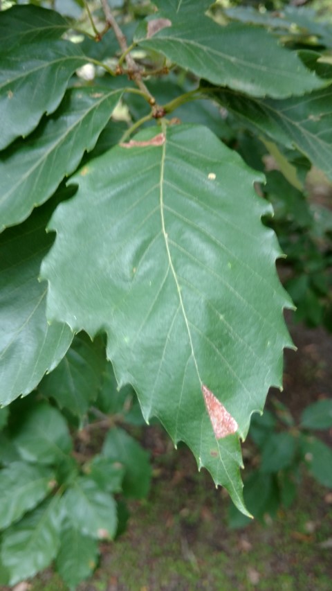 Quercus serrata plantplacesimage20161226_141602.jpg