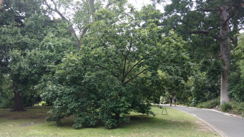 Quercus serrata plantplacesimage20161226_141614.jpg