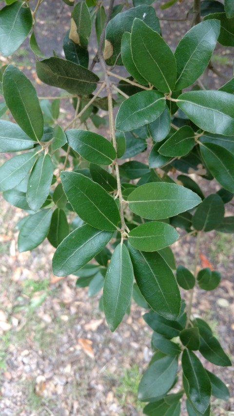 Quercus phillyraeoides plantplacesimage20161226_141712.jpg