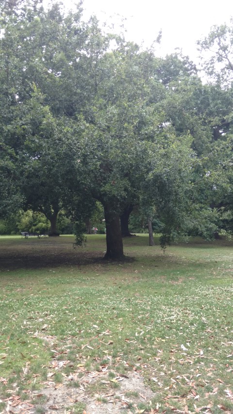 Quercus phillyraeoides plantplacesimage20161226_141730.jpg