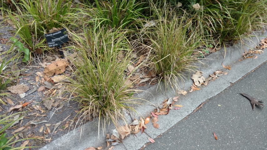 libertia paniculata plantplacesimage20161226_142003.jpg