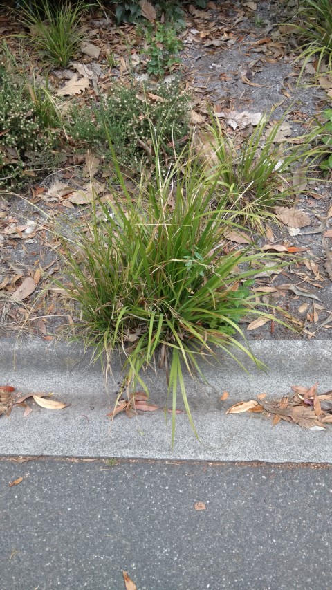 libertia paniculata plantplacesimage20161226_142017.jpg