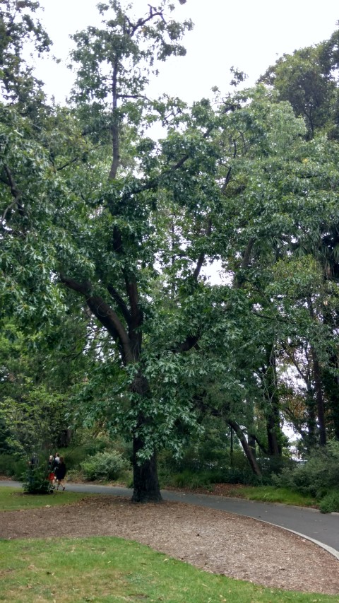 Quercus velutina plantplacesimage20161226_142455.jpg