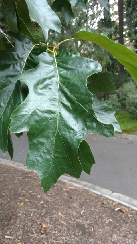 Quercus velutina plantplacesimage20161226_142515.jpg