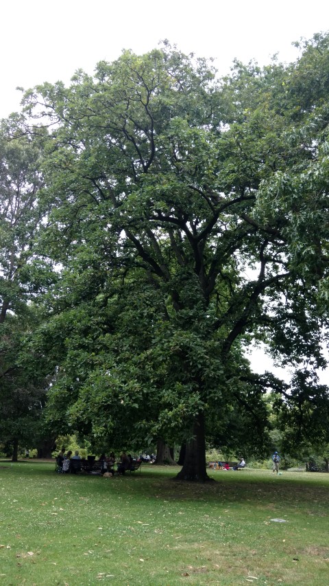 Quercus canariensis plantplacesimage20161226_142600.jpg