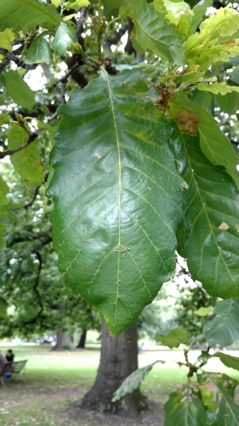 Quercus canariensis plantplacesimage20161226_142624.jpg