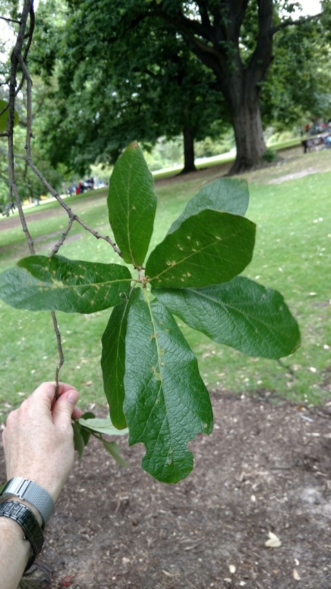 Quercus laurifolia plantplacesimage20161226_142747.jpg