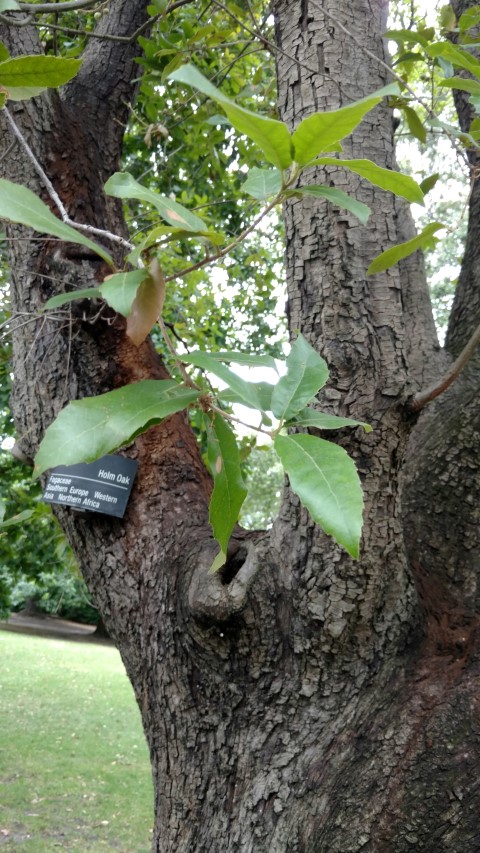 Quercus Ilex plantplacesimage20161226_142844.jpg