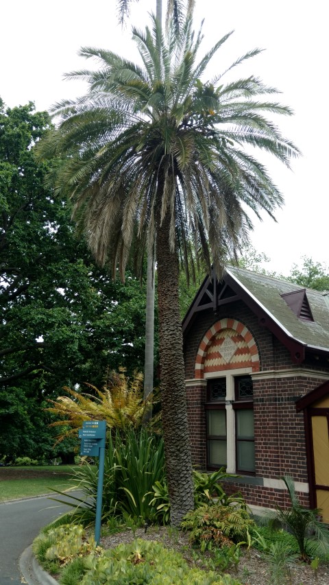 Phoenix pusilla plantplacesimage20161226_142947.jpg