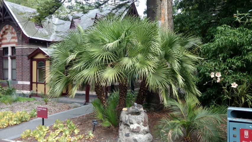 Chamaerops humilis plantplacesimage20161226_143020.jpg